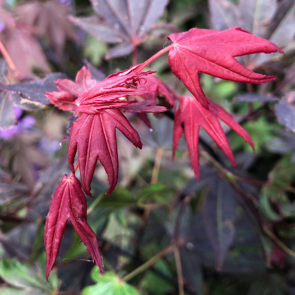 Acer palmatum Atropurpureum - Japanese Maple