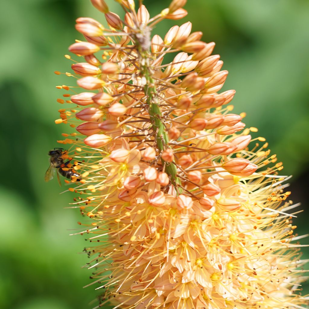 Eremurus isabellinus Cleopatra - Foxtail Lily