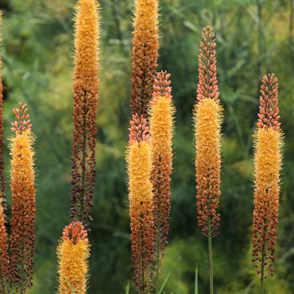 Eremurus isabellinus Cleopatra - Foxtail Lily
