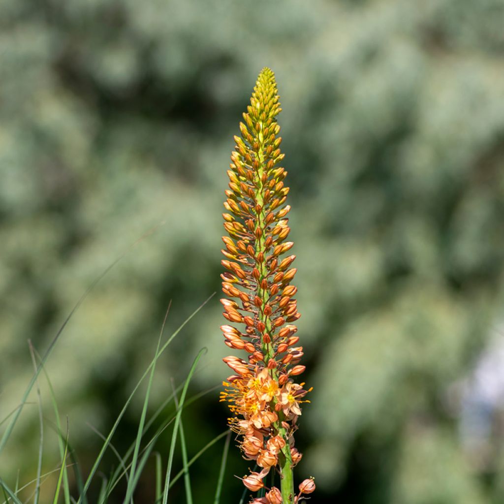 Eremurus isabellinus Cleopatra - Foxtail Lily