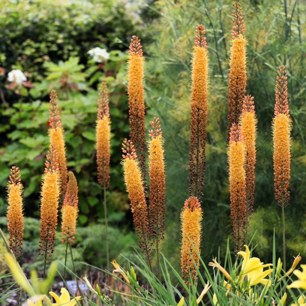 Eremurus isabellinus Cleopatra - Foxtail Lily