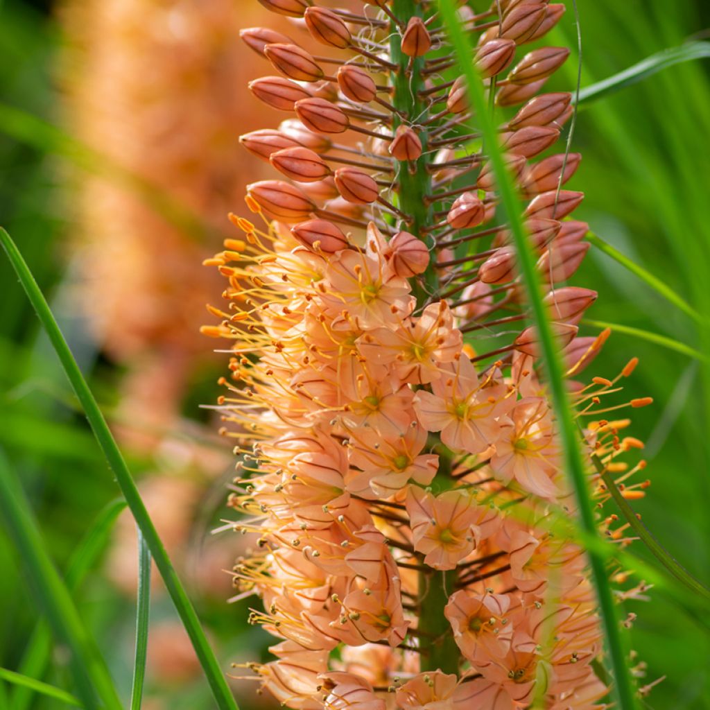 Eremurus isabellinus Cleopatra - Foxtail Lily
