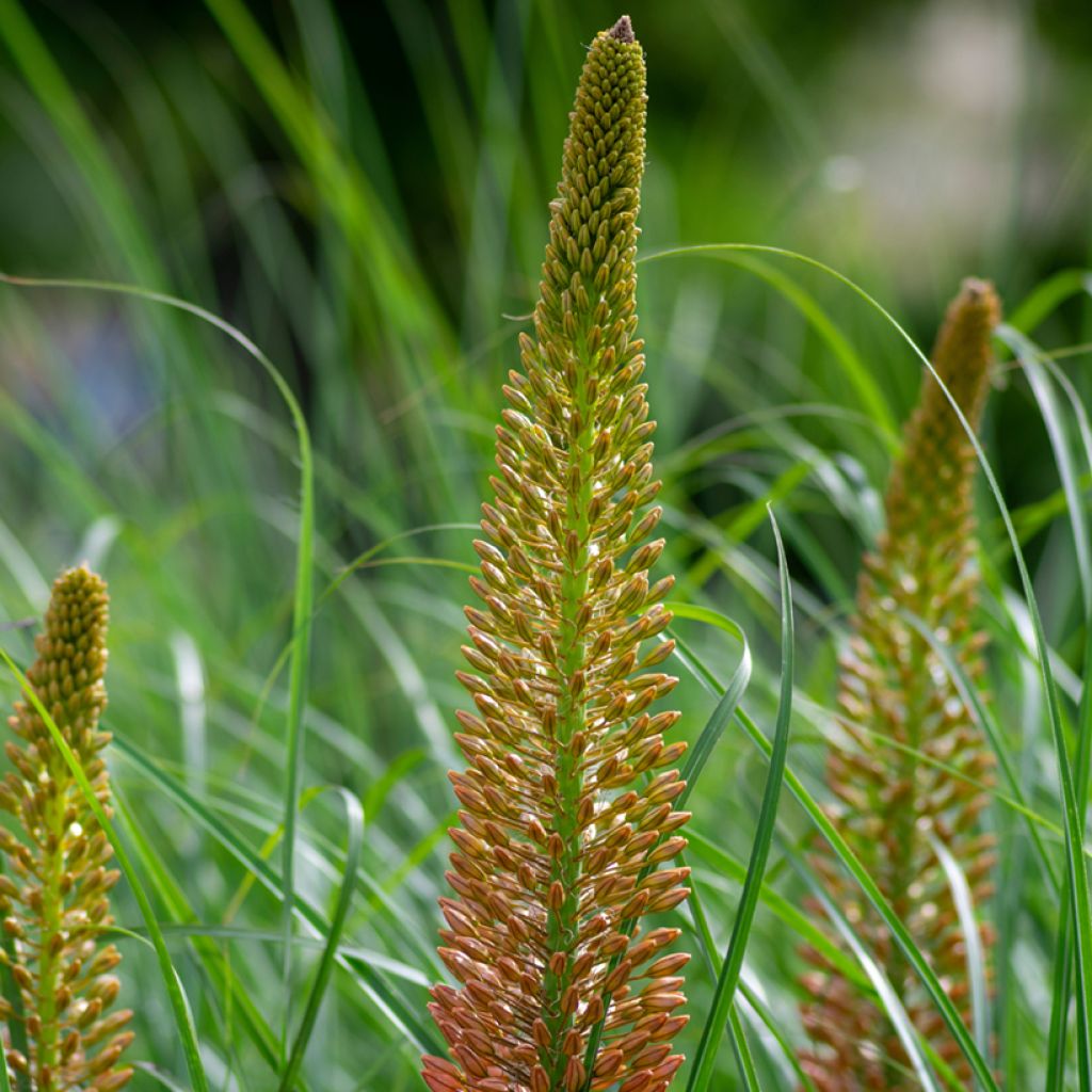 Eremurus isabellinus Cleopatra - Foxtail Lily