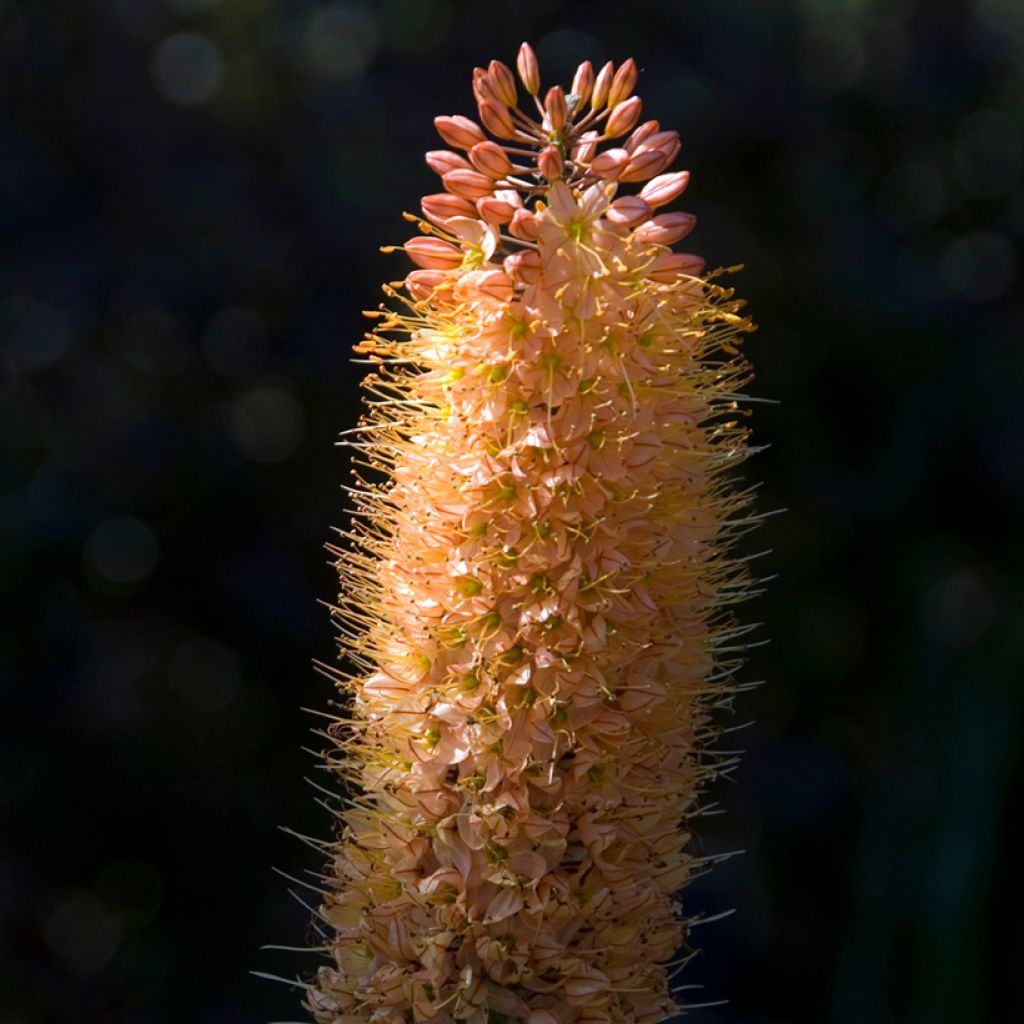 Eremurus isabellinus Cleopatra - Foxtail Lily
