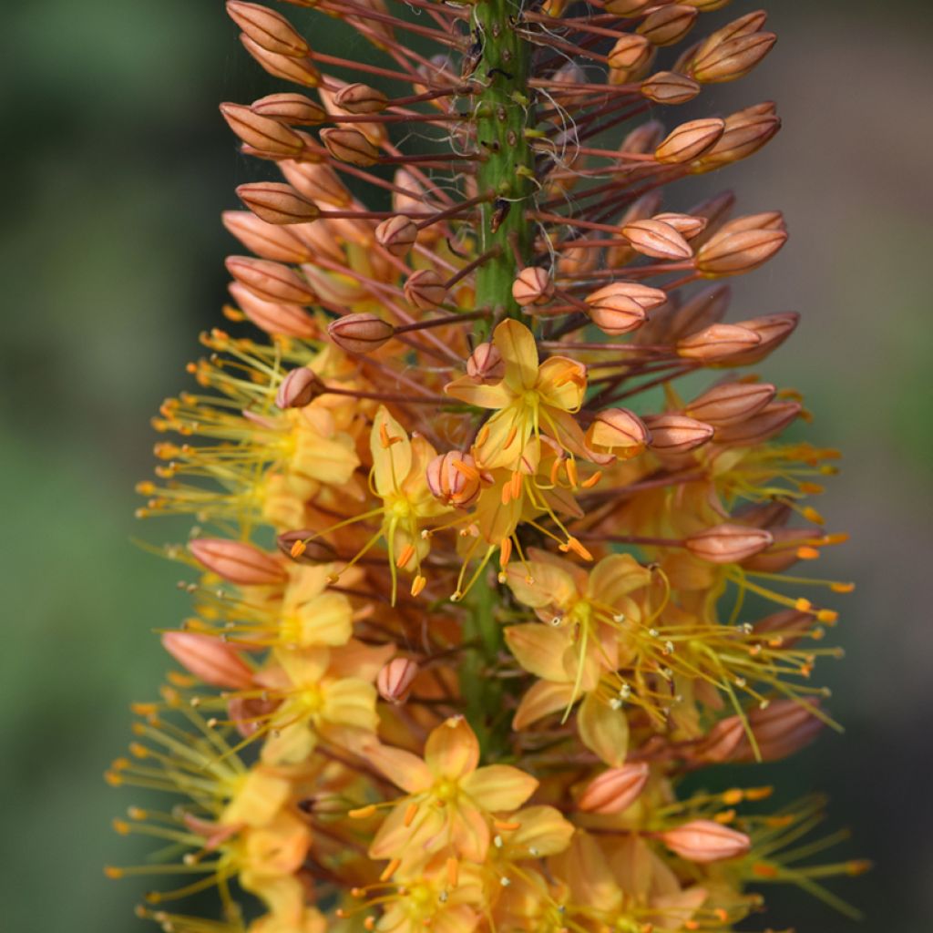 Eremurus isabellinus Cleopatra - Foxtail Lily