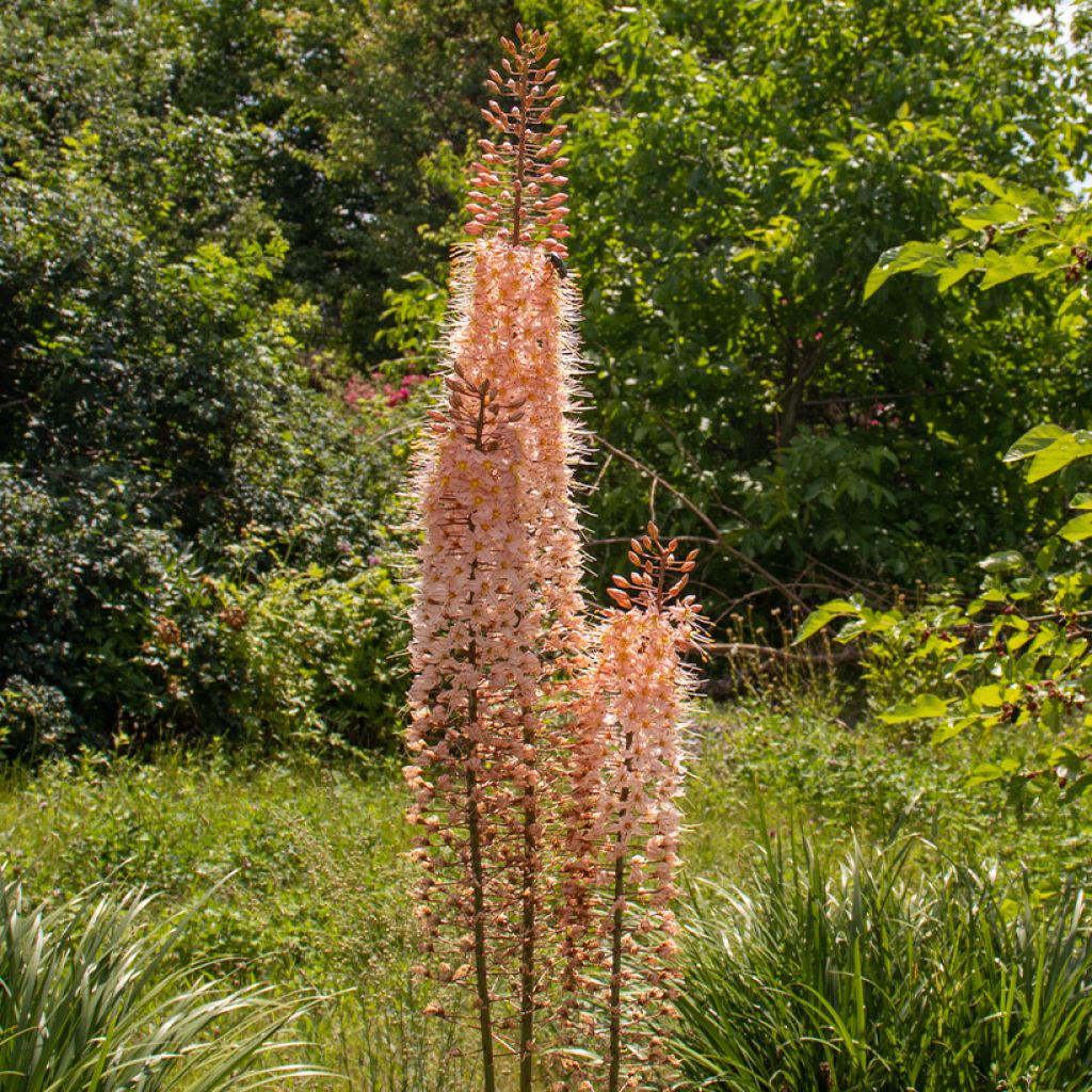 Eremurus Romance - Foxtail Lily