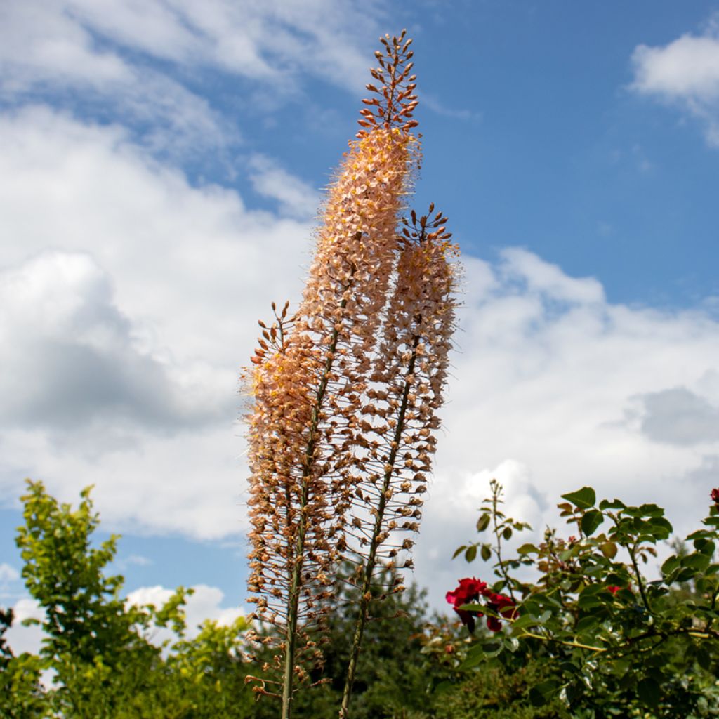 Eremurus Romance - Foxtail Lily