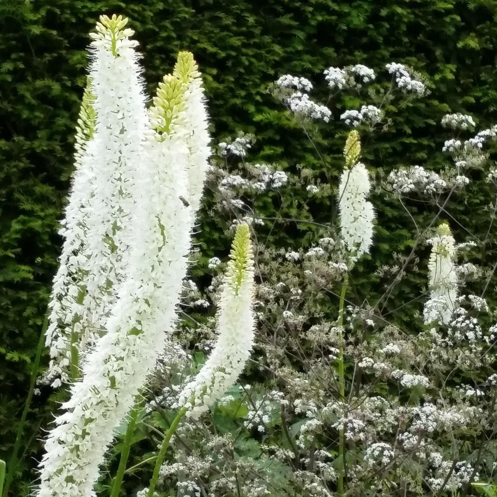 Eremurus himalaïcus - Foxtail Lily