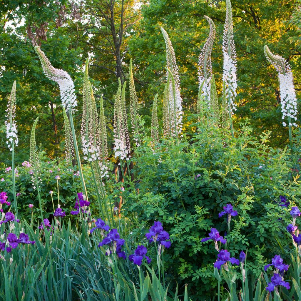 Eremurus himalaïcus - Foxtail Lily