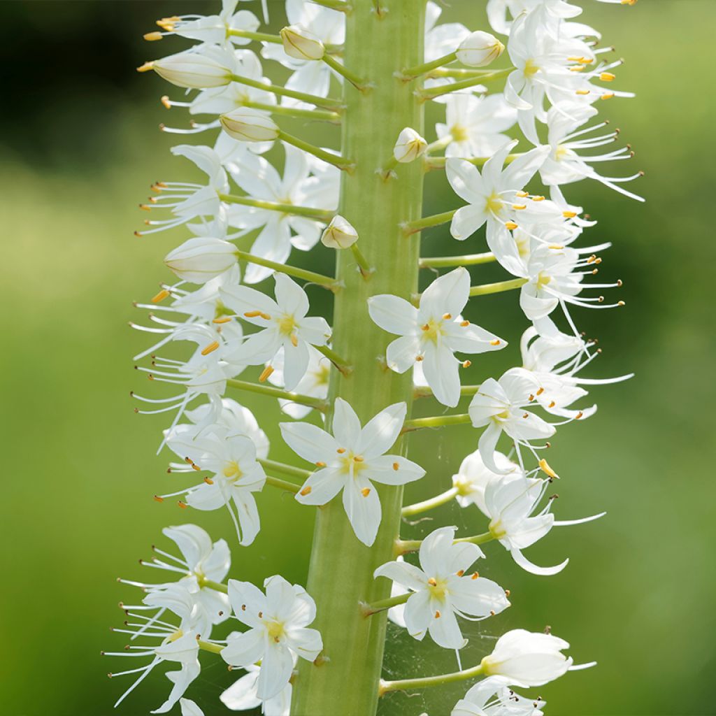 Eremurus himalaïcus - Foxtail Lily