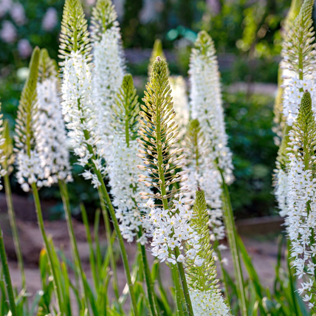 Eremurus himalaïcus - Foxtail Lily