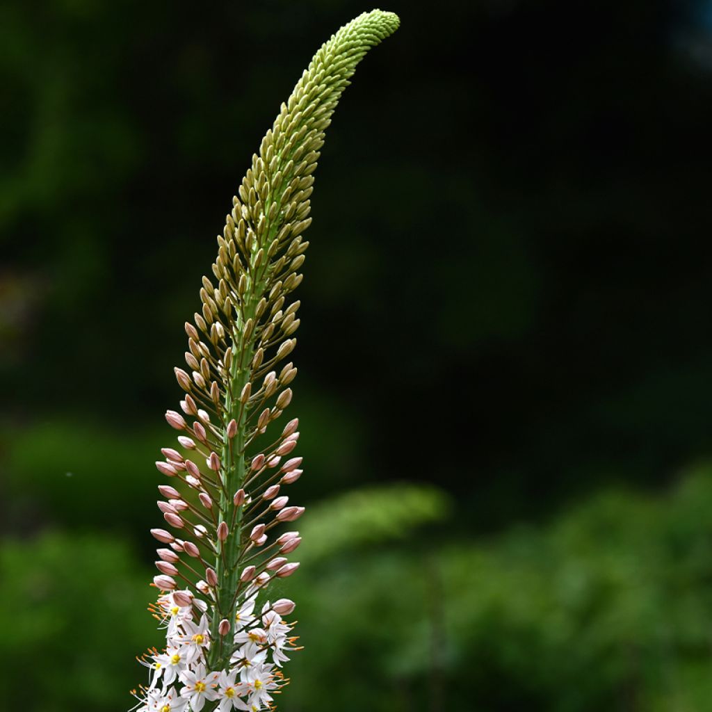 Eremurus himalaïcus - Foxtail Lily