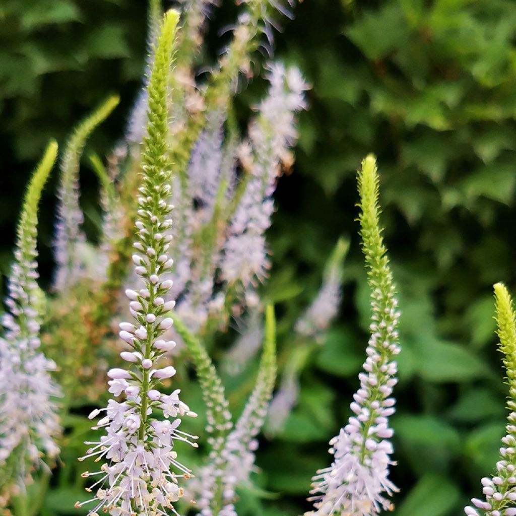 Eremurus himalaïcus - Foxtail Lily
