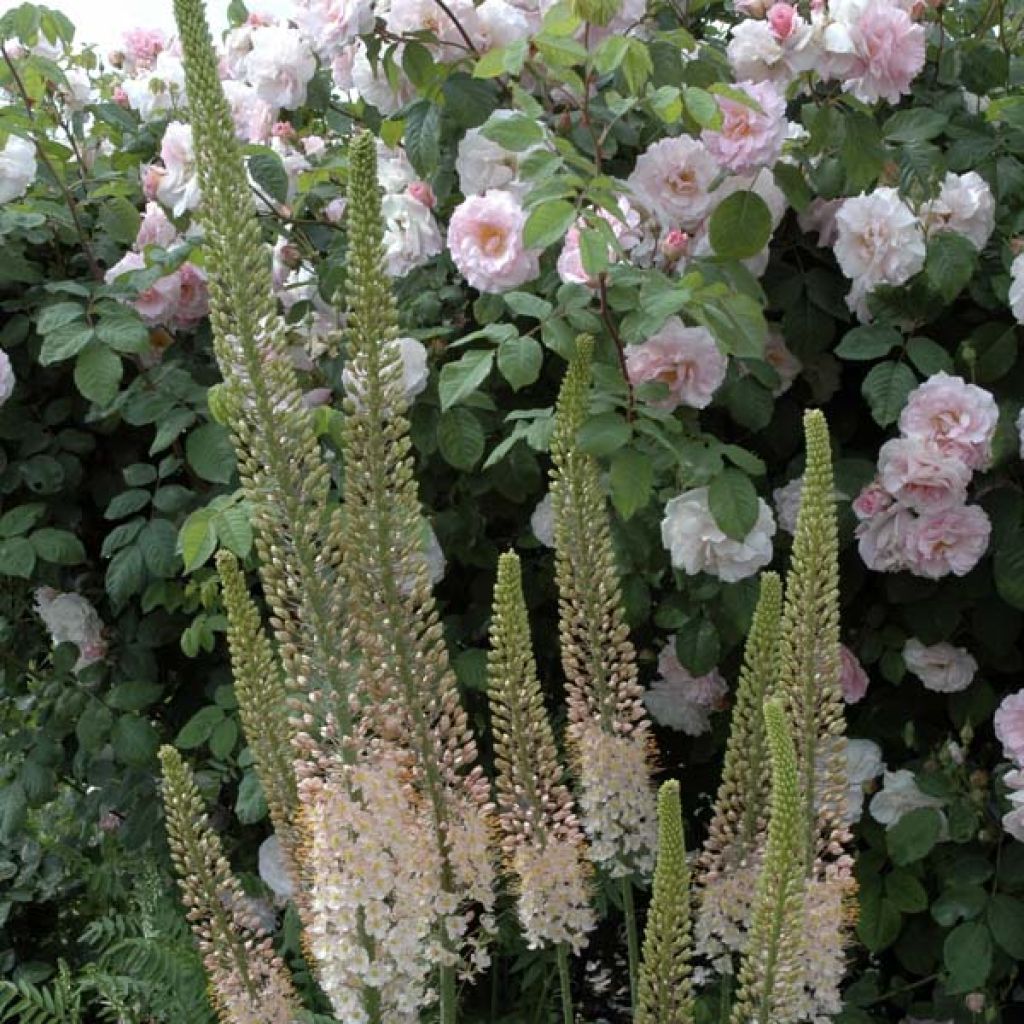 Eremurus robustus - Foxtail Lily