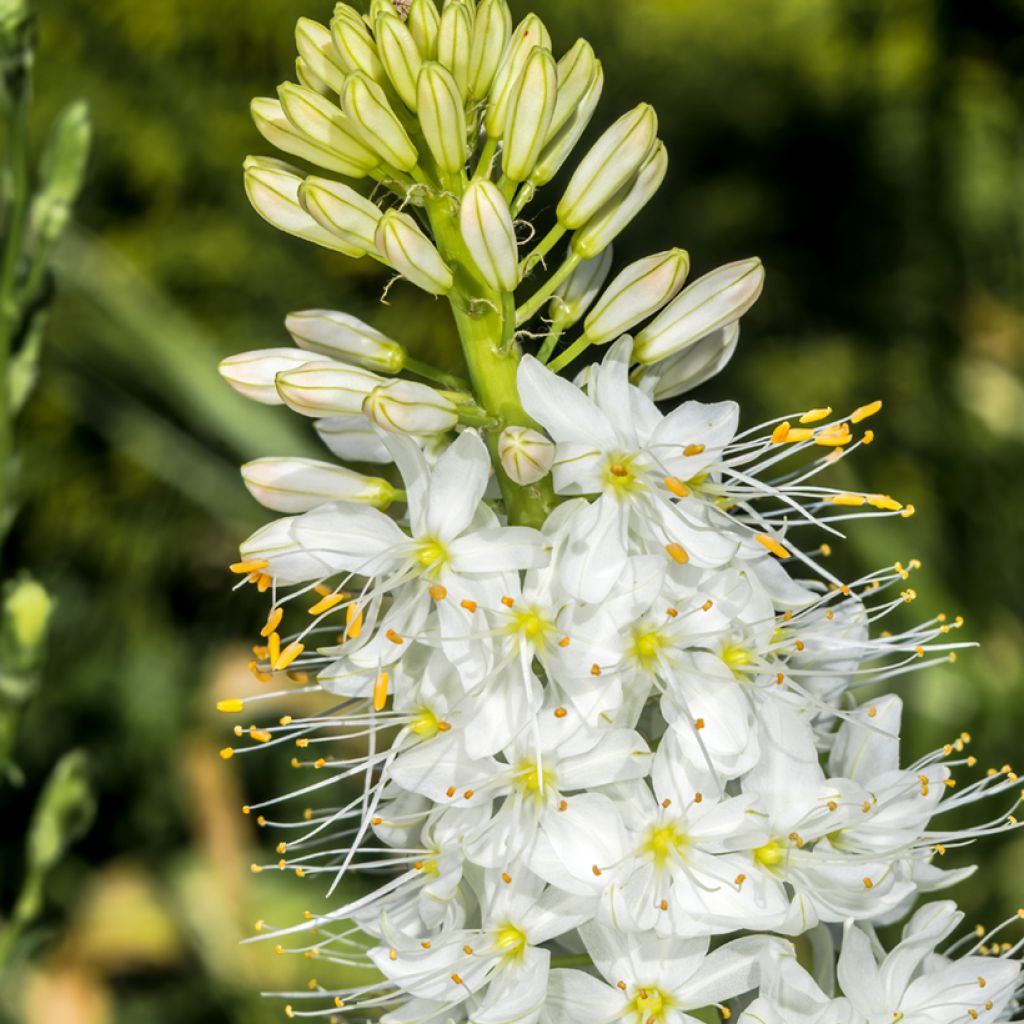 Eremurus robustus - Foxtail Lily