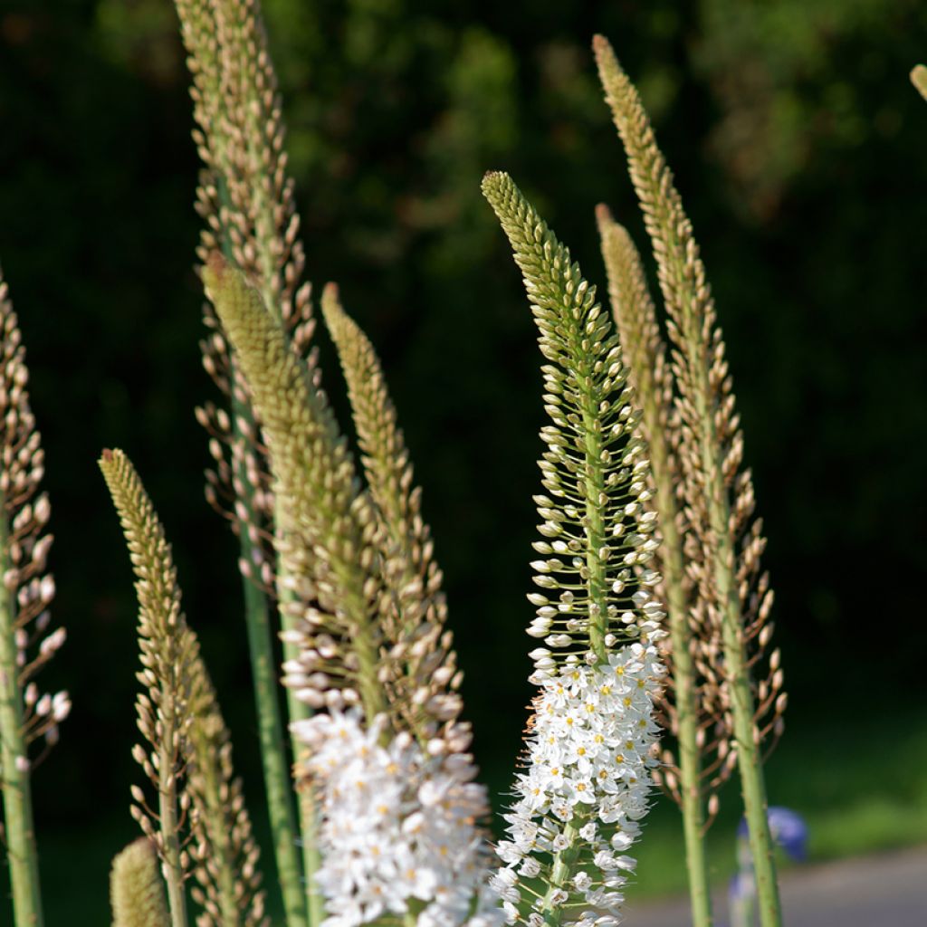 Eremurus robustus - Foxtail Lily