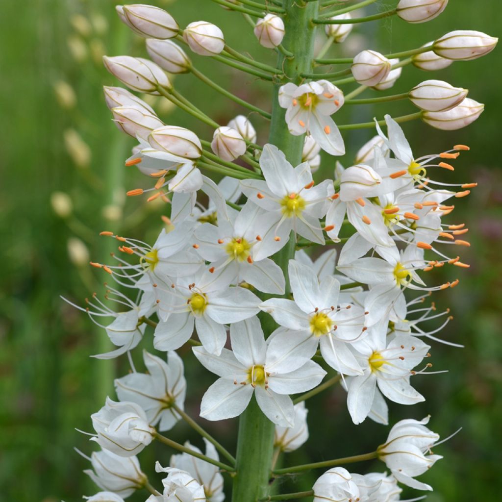 Eremurus robustus - Foxtail Lily