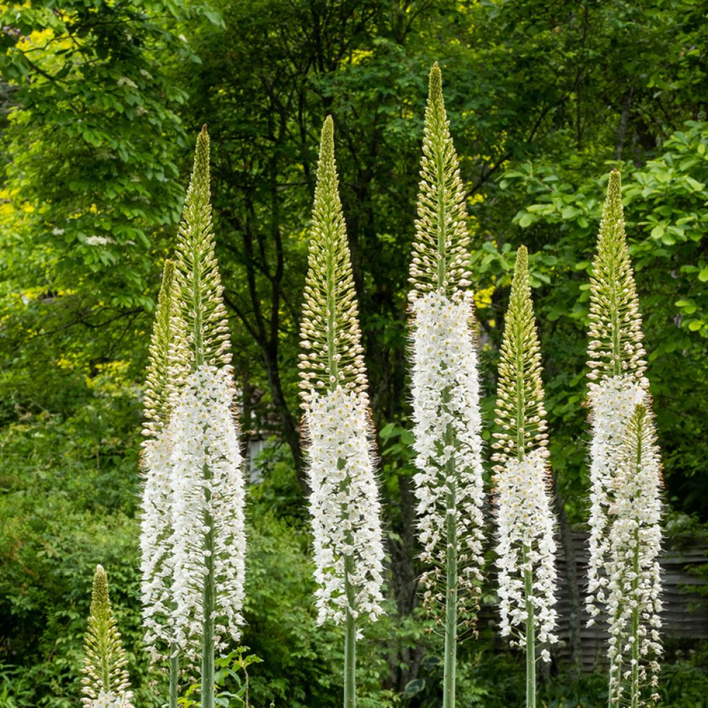 Eremurus robustus - Foxtail Lily