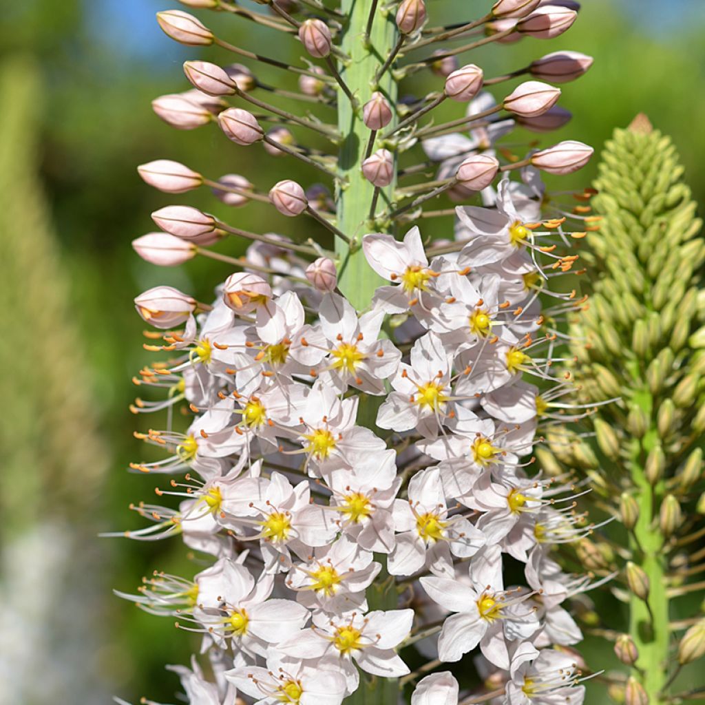 Eremurus robustus - Foxtail Lily
