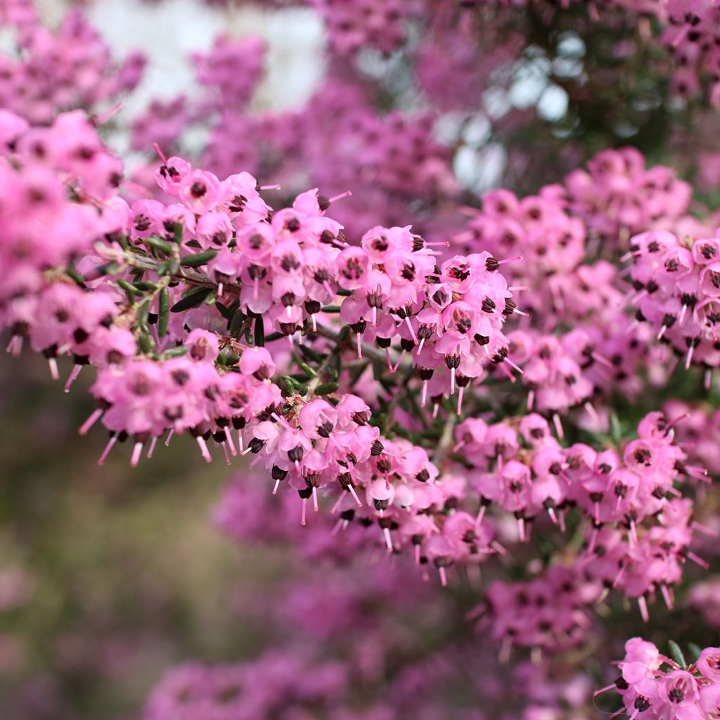 Erica canaliculata - Heath
