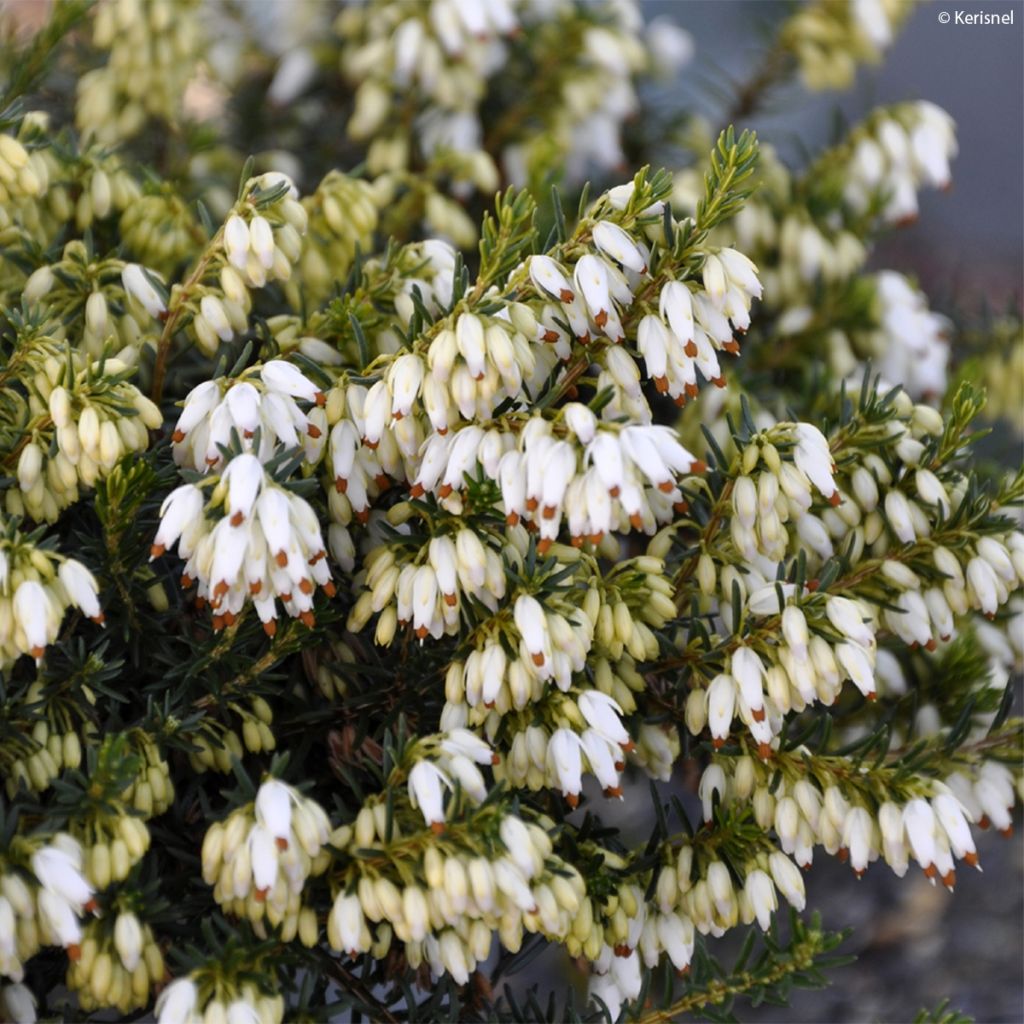 Erica carnea Isabell - Winter Heath