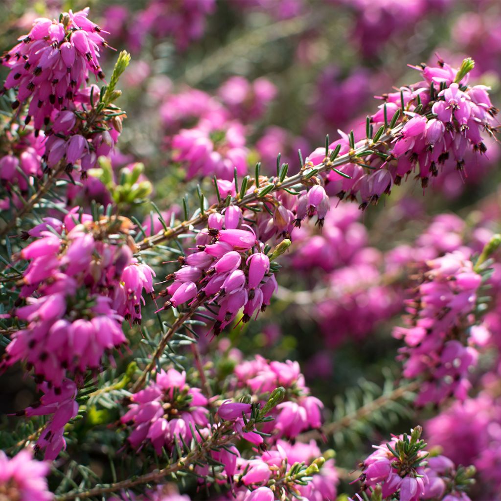 Erica carnea Myretoun Ruby - Winter Heath