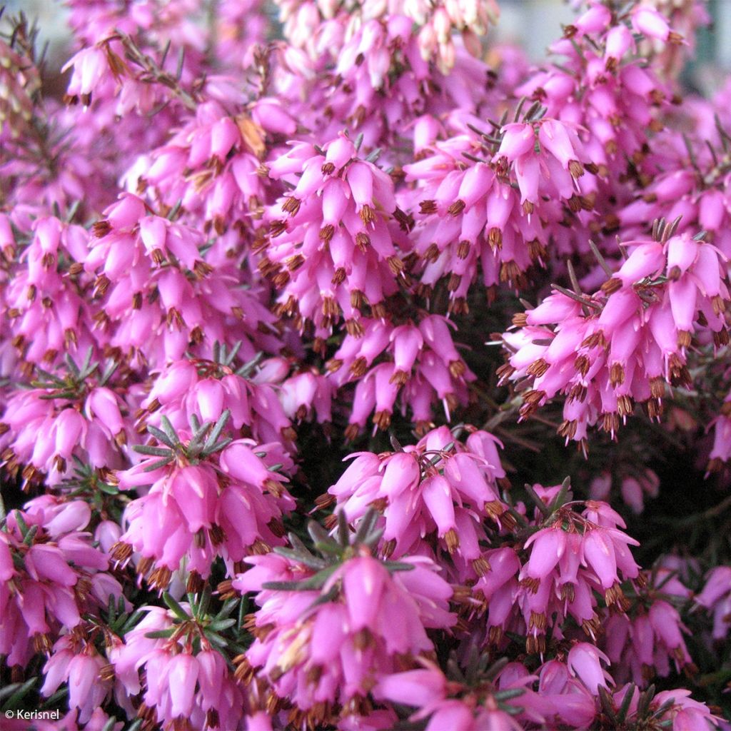 Erica carnea Rosalie - Winter Heath