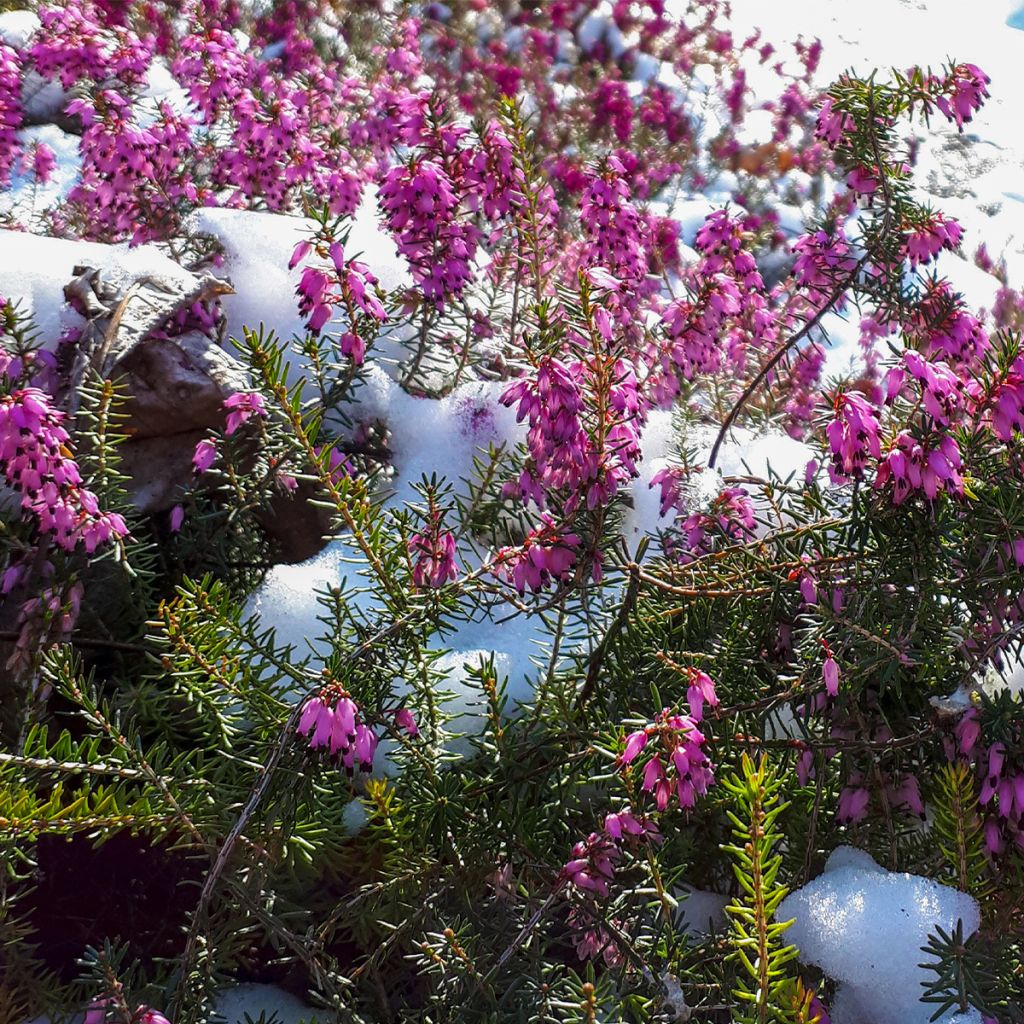 Erica cinerea - Winter Heath