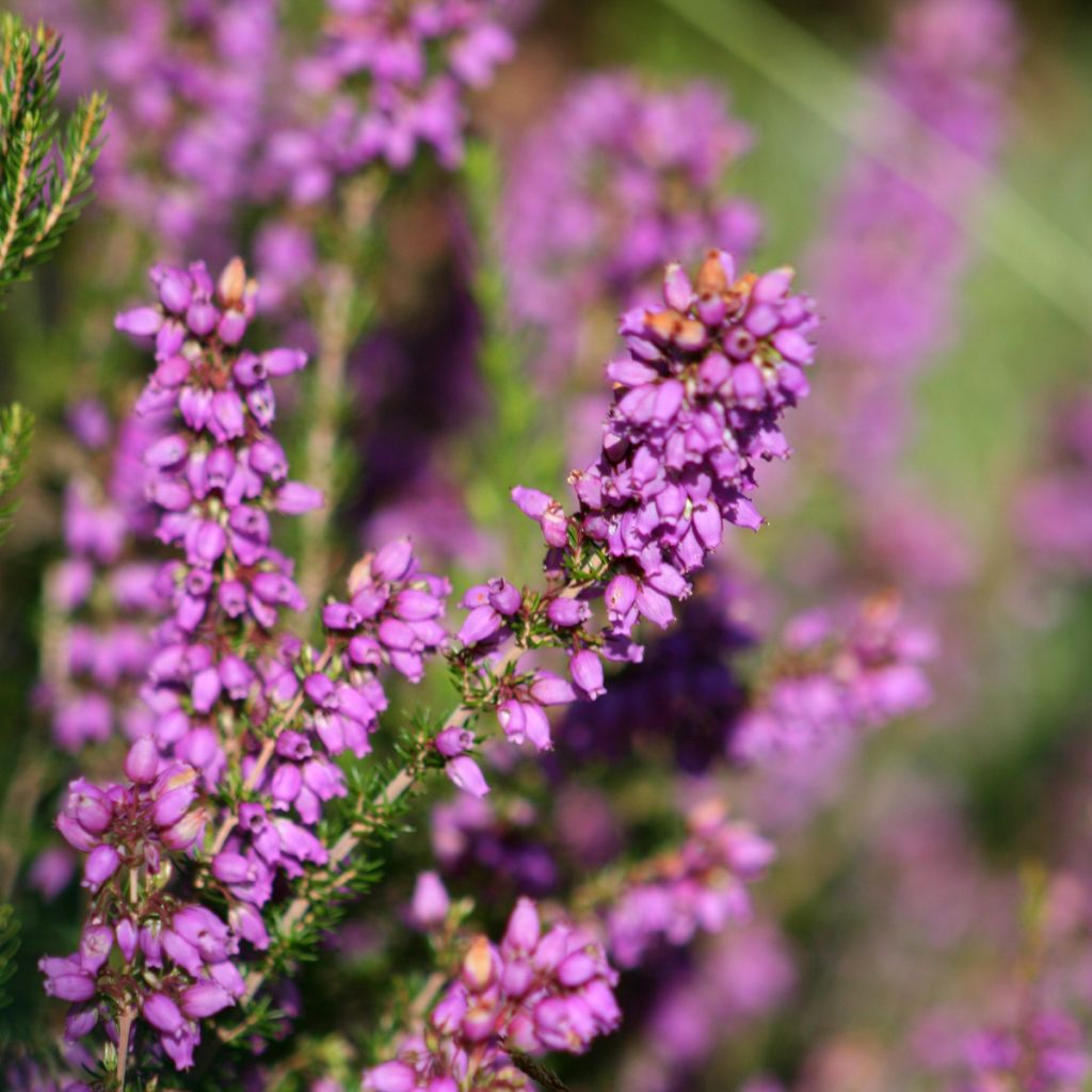 Erica cinerea - Winter Heath