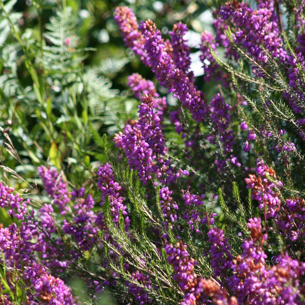 Erica cinerea - Winter Heath