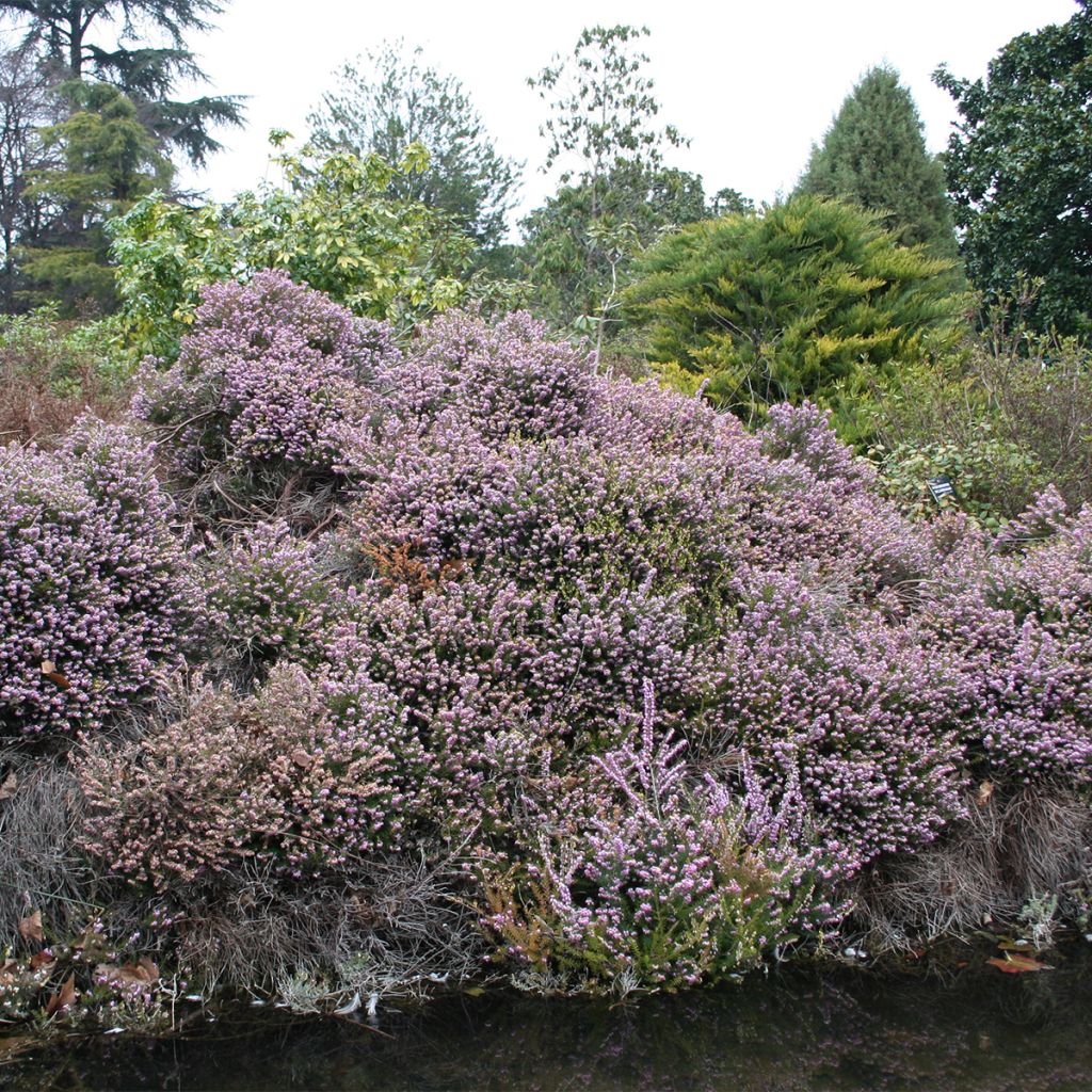 Erica cinerea - Winter Heath