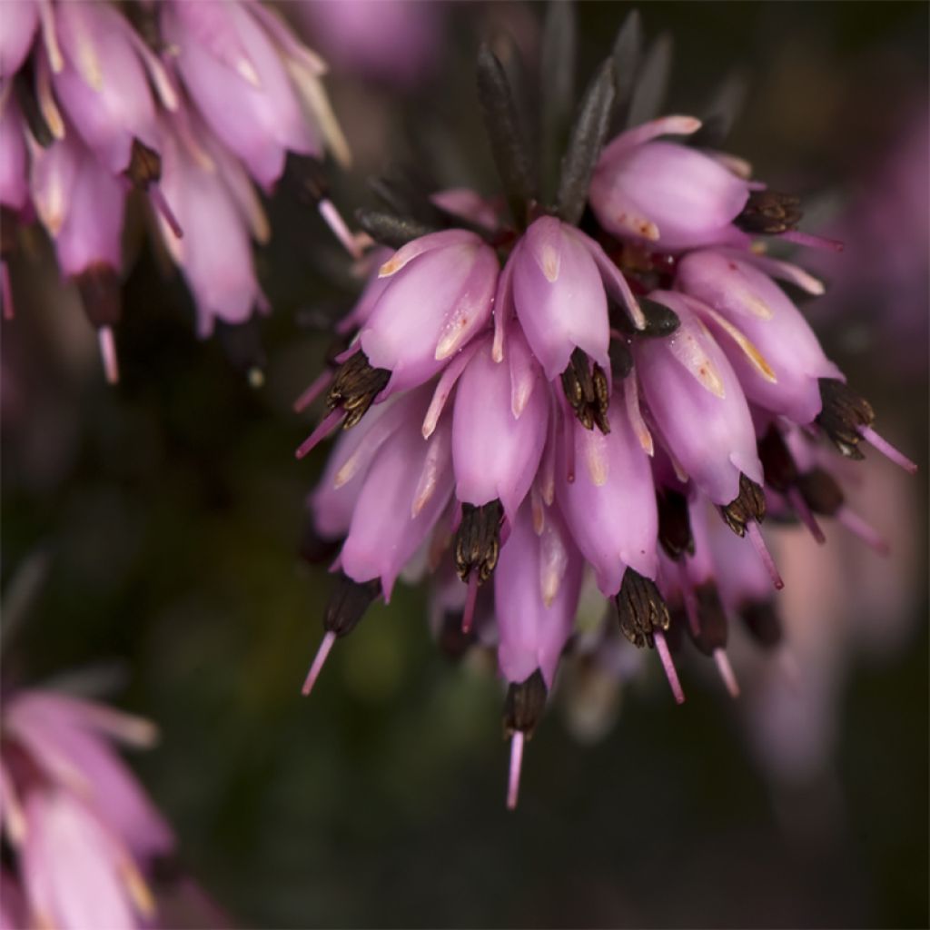 Darley Heath - Erica darleyensis Furzey
