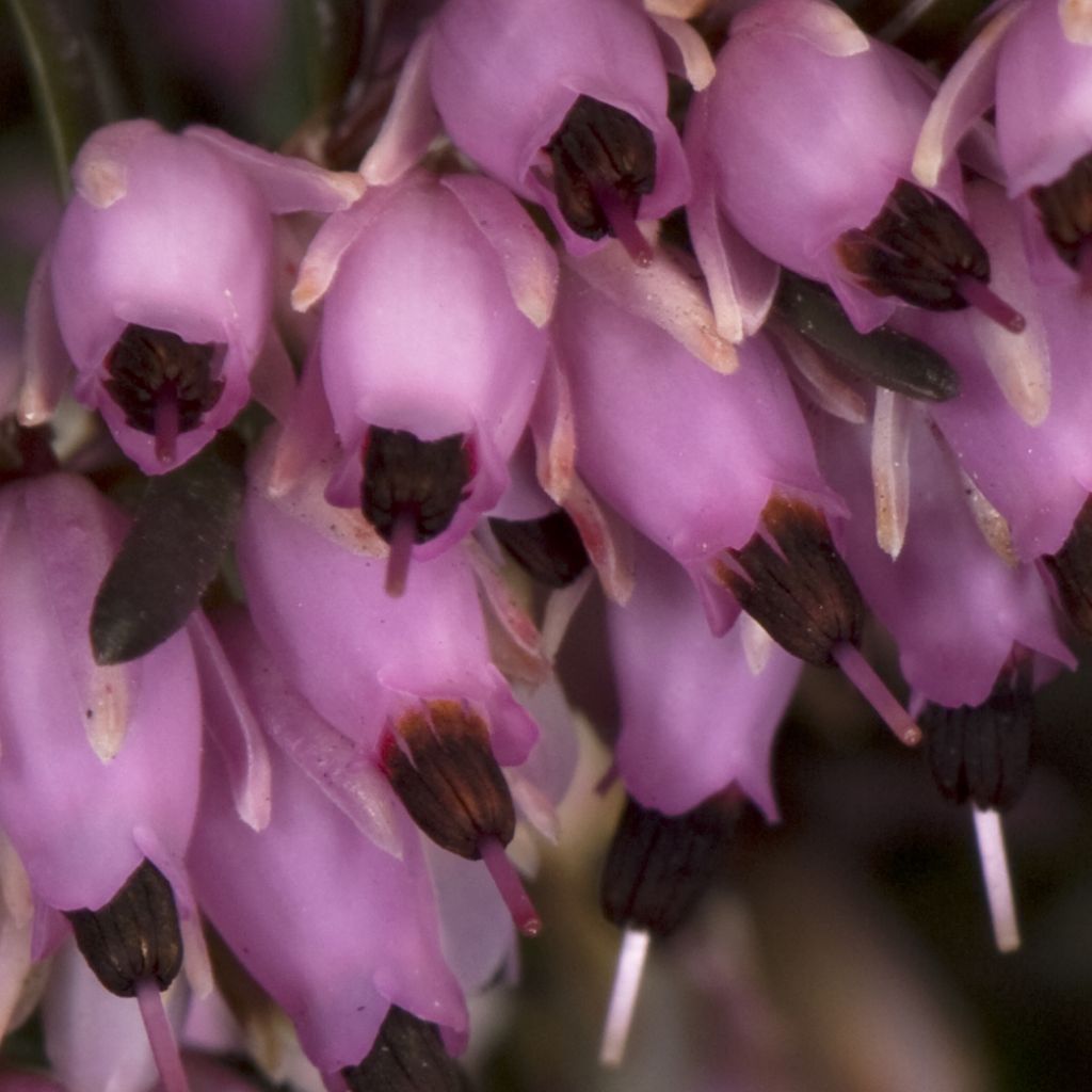 Darley Heath - Erica darleyensis Furzey