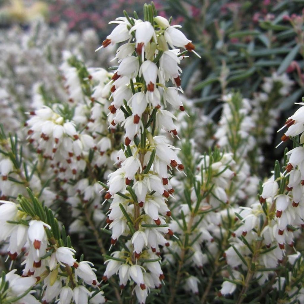 Erica darleyensis White Perfection - Winter Heath