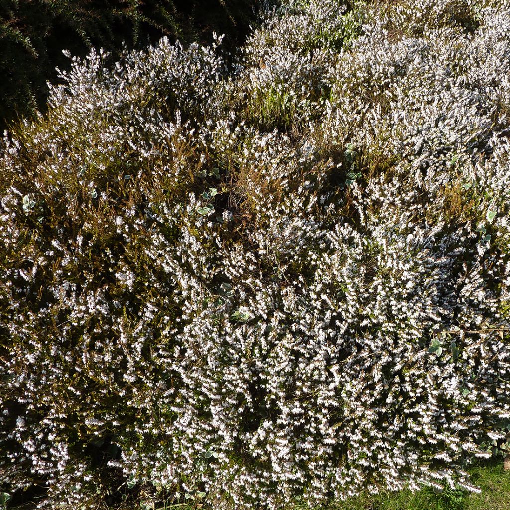 Erica darleyensis f.albiflora Silberschmelze - Winter Heath