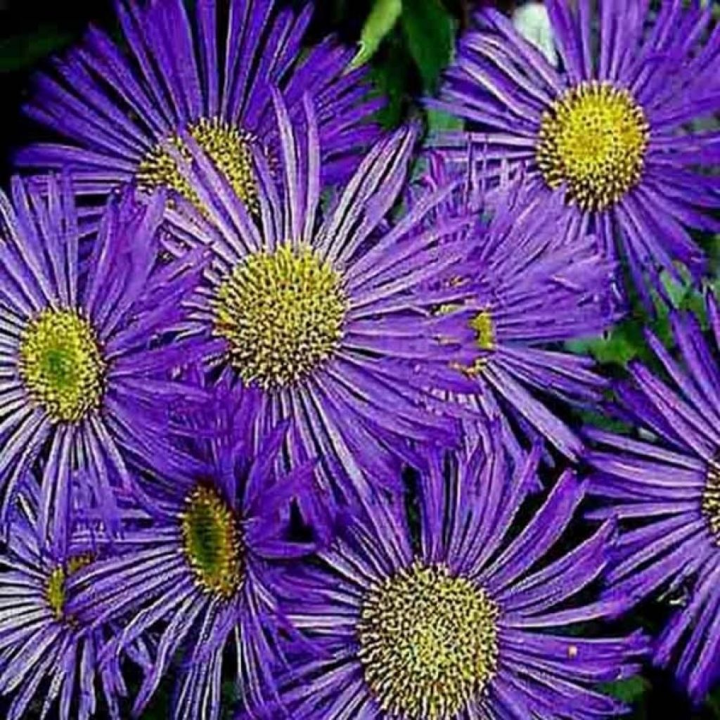 Erigeron Dunkelste Aller