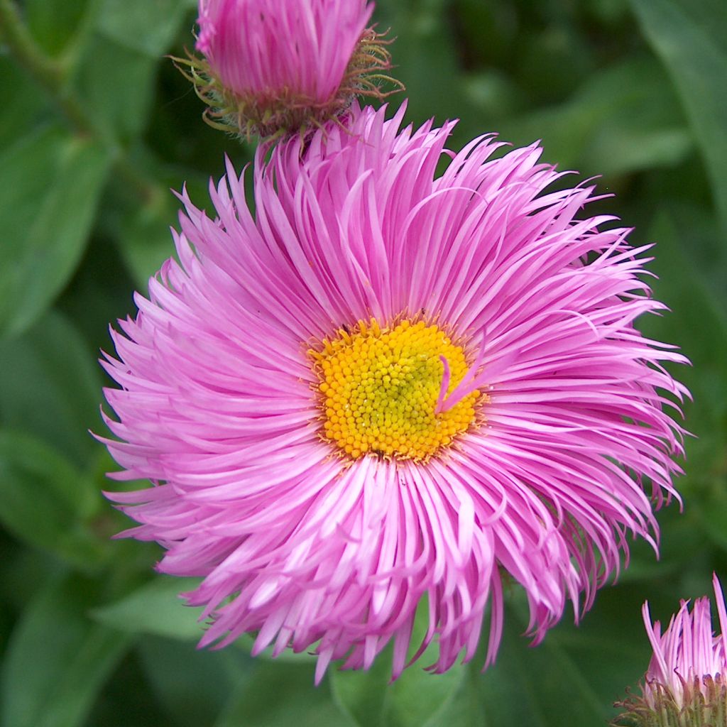 Erigeron speciosus Rosa Jewel