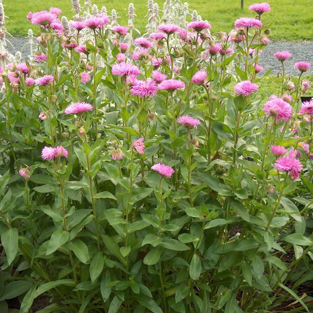 Erigeron speciosus Rosa Jewel