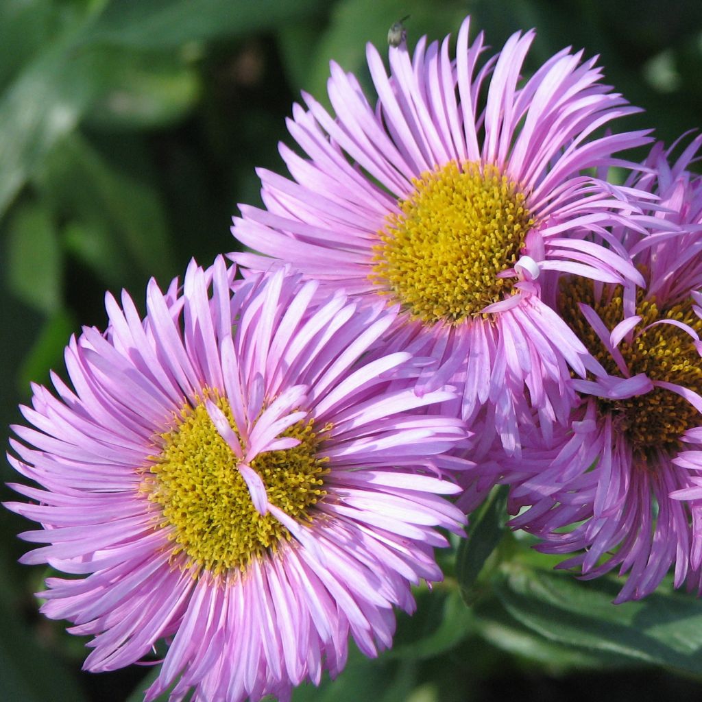 Erigeron speciosus Rosa Jewel