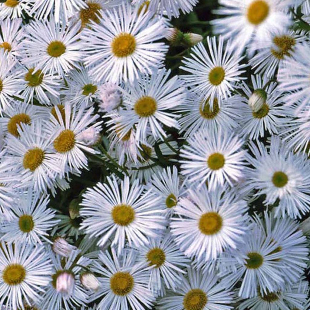 Erigeron speciosus Sommerneuschnee