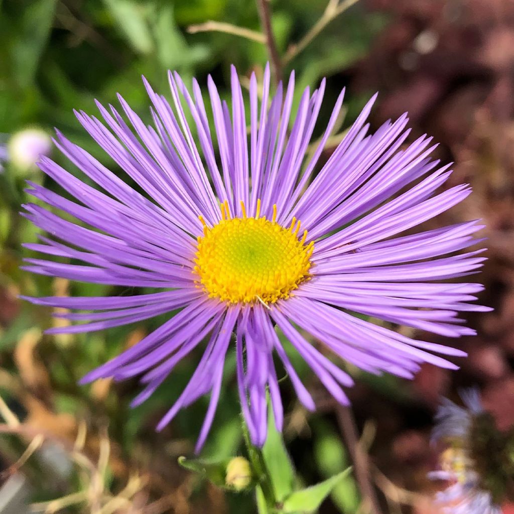 Erigeron Strahlenmeer