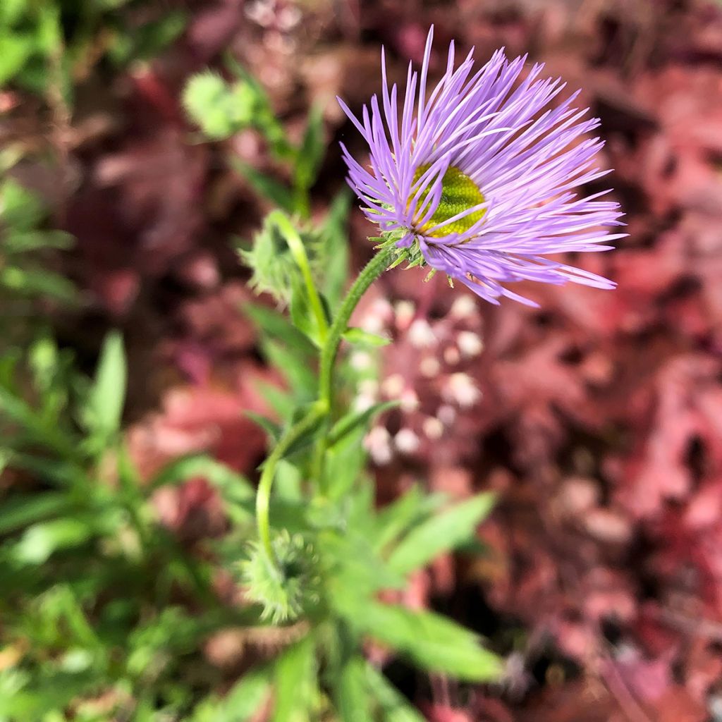 Erigeron Strahlenmeer