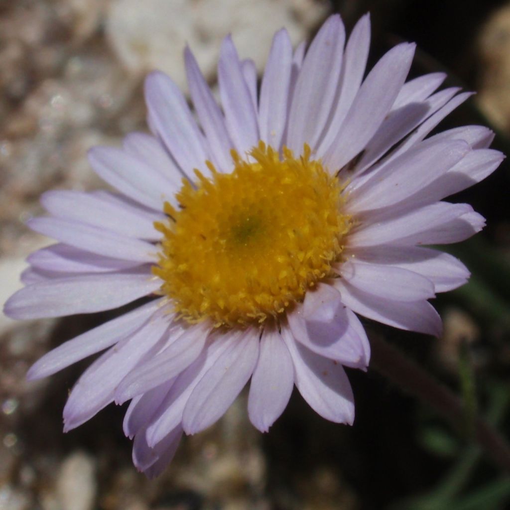 Erigeron eiomerus