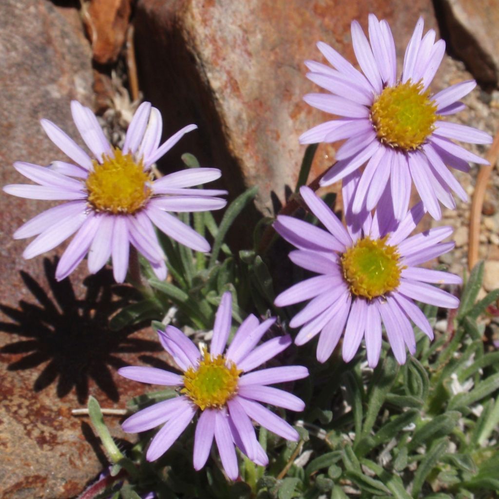 Erigeron eiomerus