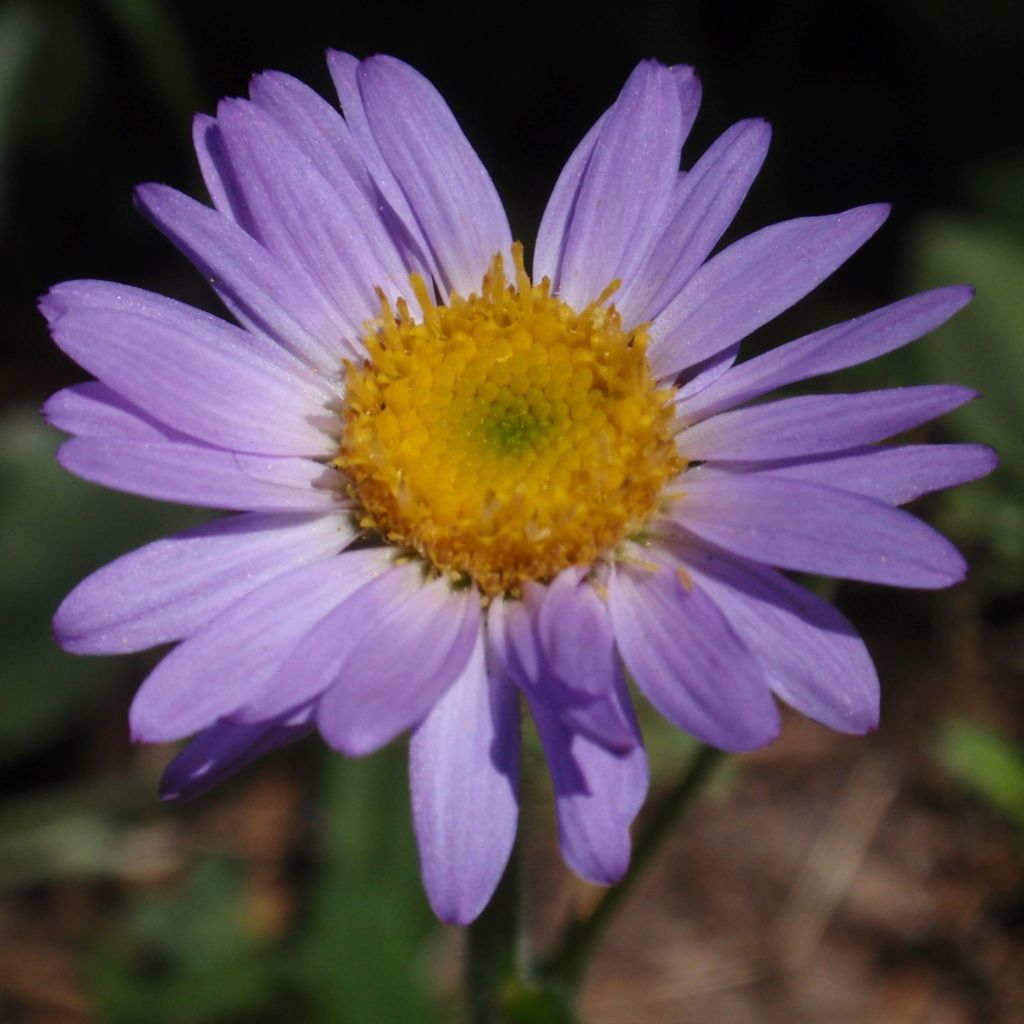 Erigeron eiomerus