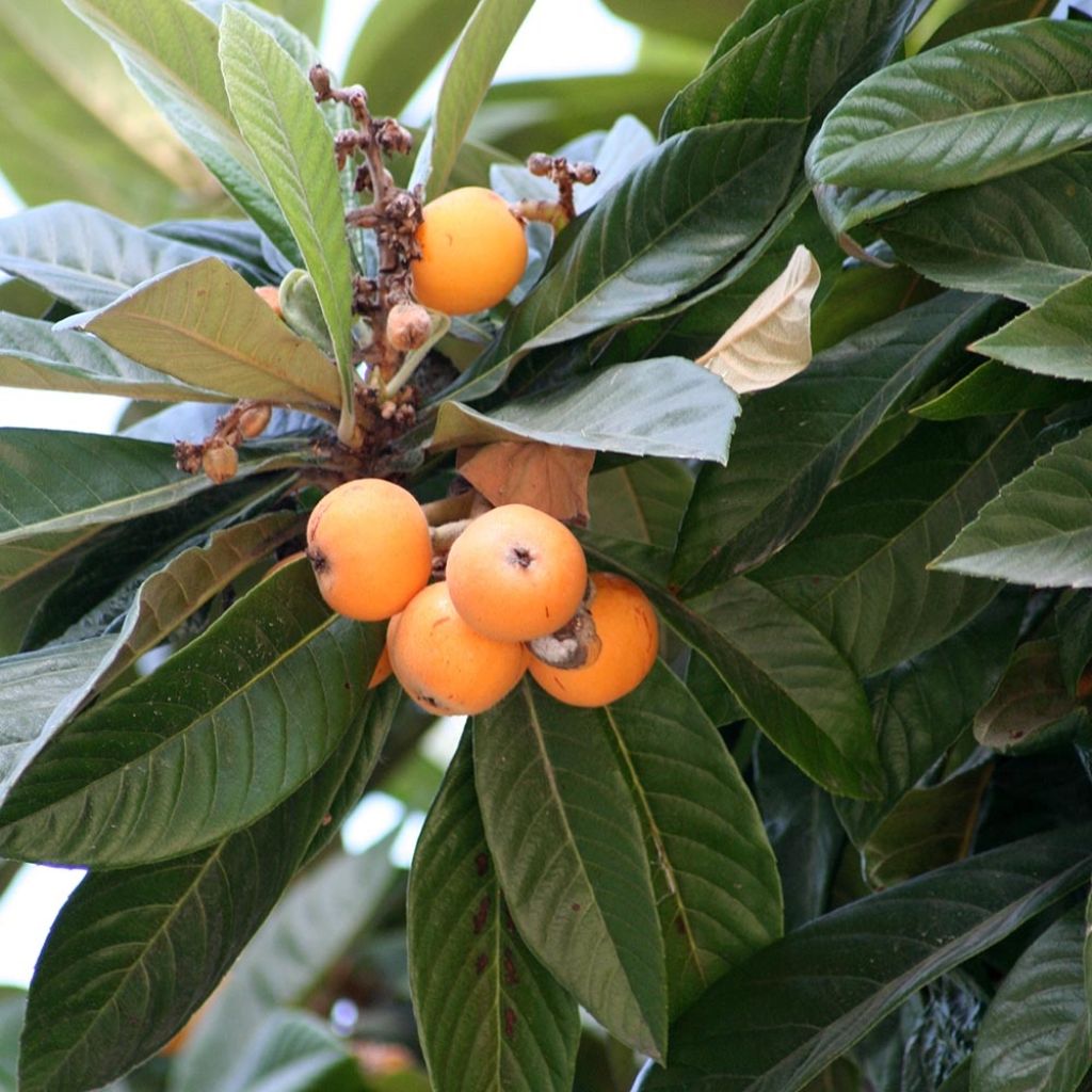 Eriobotrya japonica