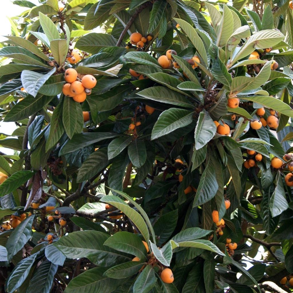 Eriobotrya japonica
