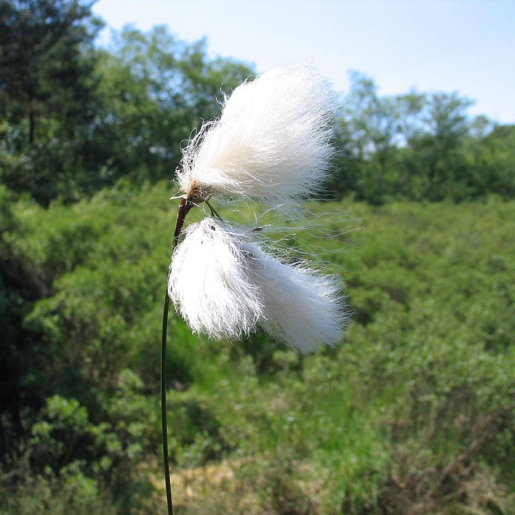 Eriophoron angustifolium