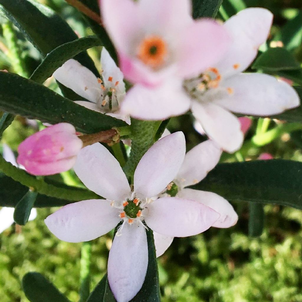 Philotheca myoporoides Flower Girl Pink - Eriostemon myoporoides