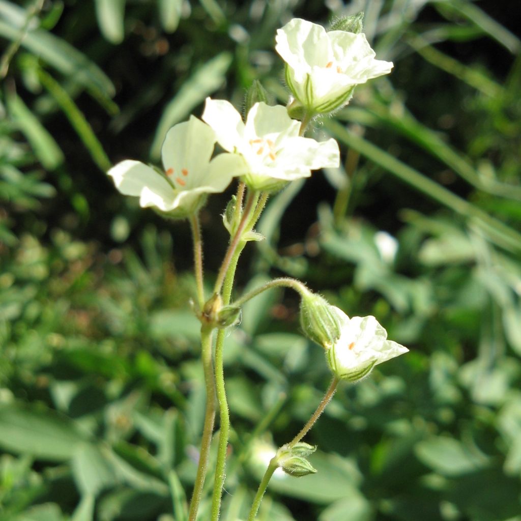 Erodium chrysanthum - Storksbill